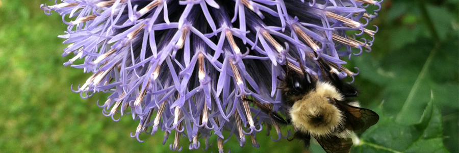 Neonicotinoids 900 x 400.jpg