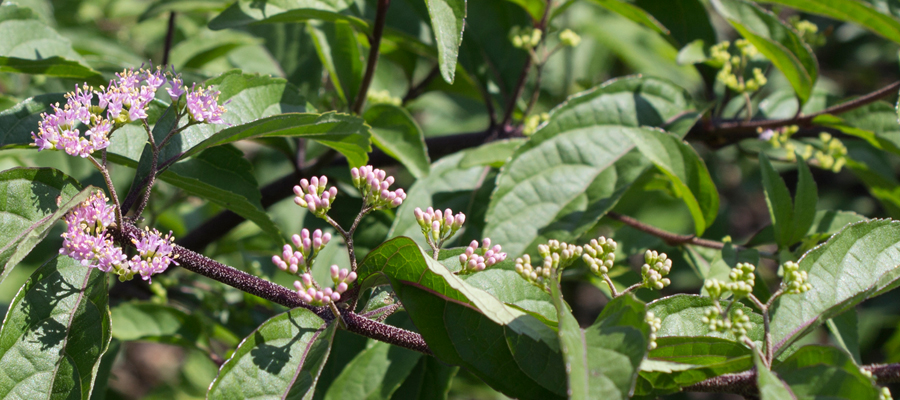 Beauties_in_Berries_900_x400.jpg